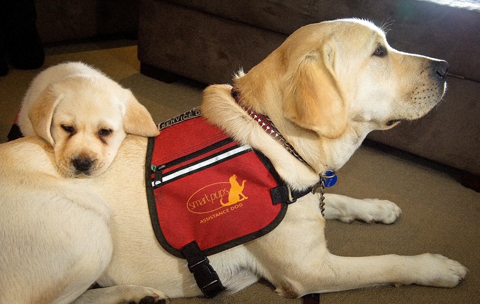 Where is Noah's Assistance Dog?