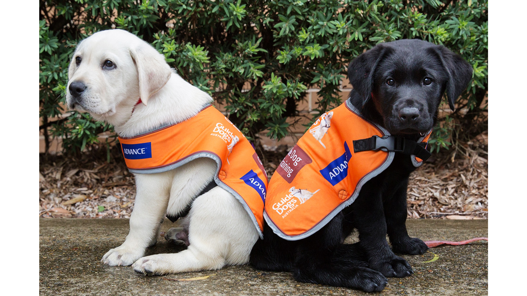 how many guide dogs are in australia