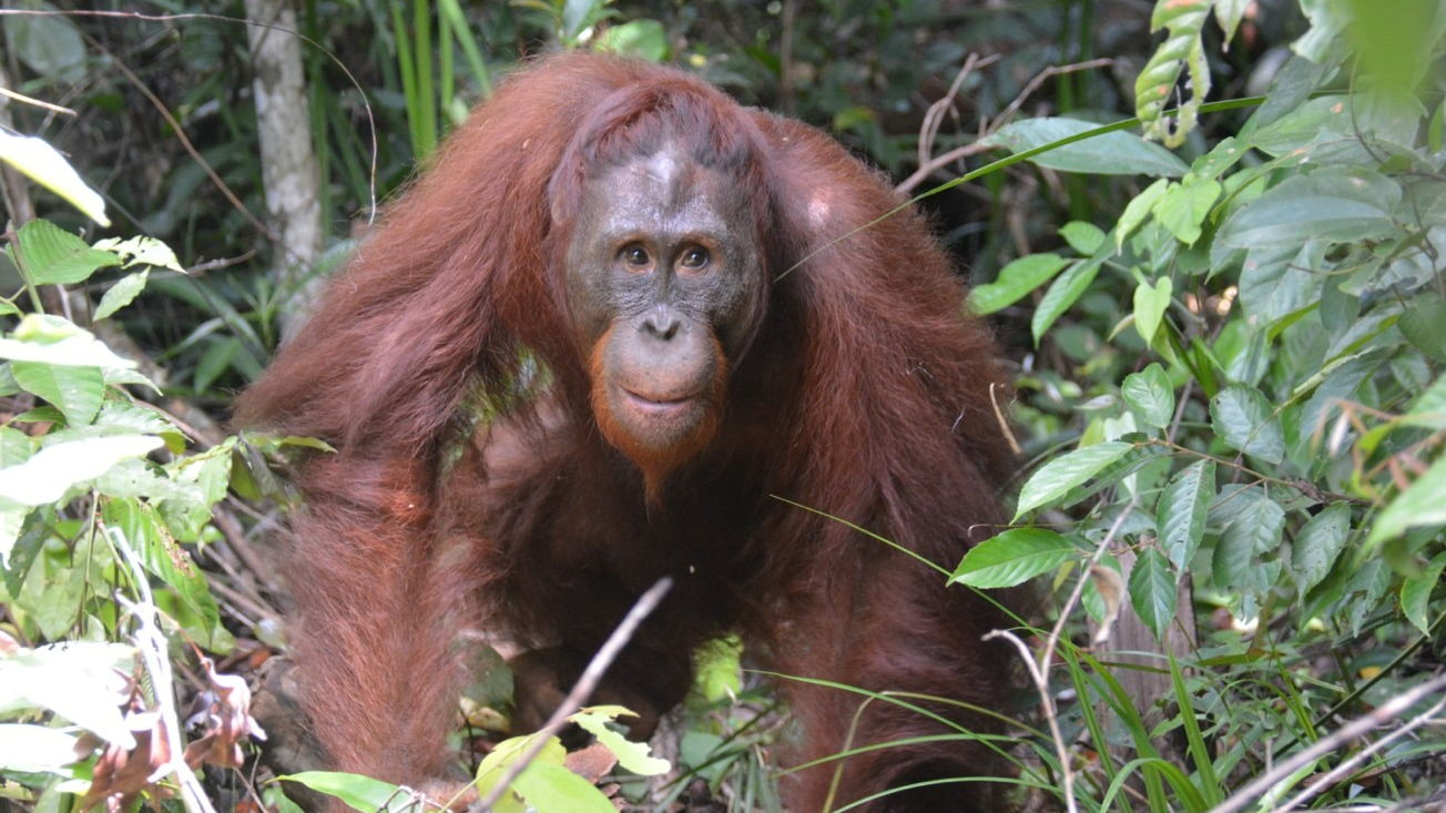 Help me rescue and rehabilitate orangutans in Borneo