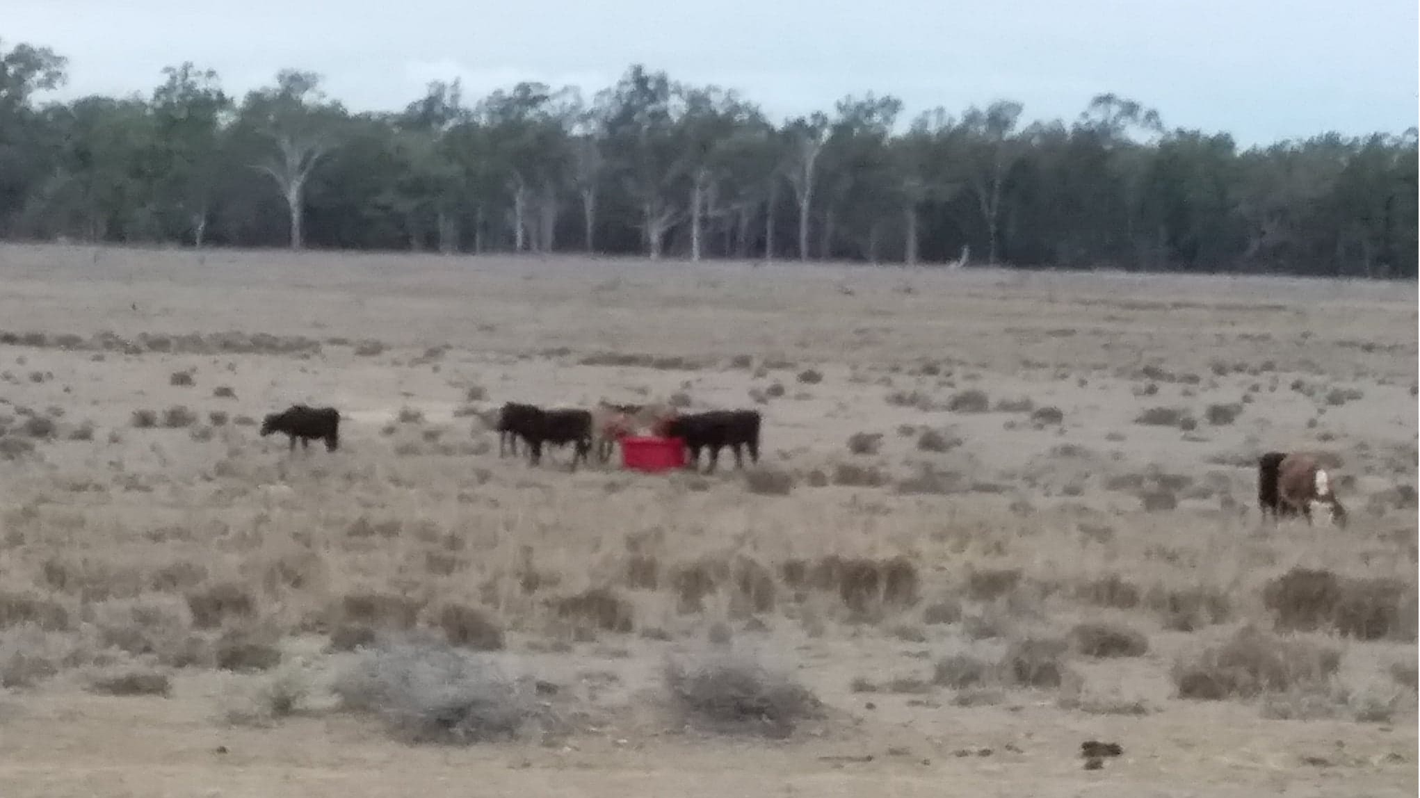 Hay bales