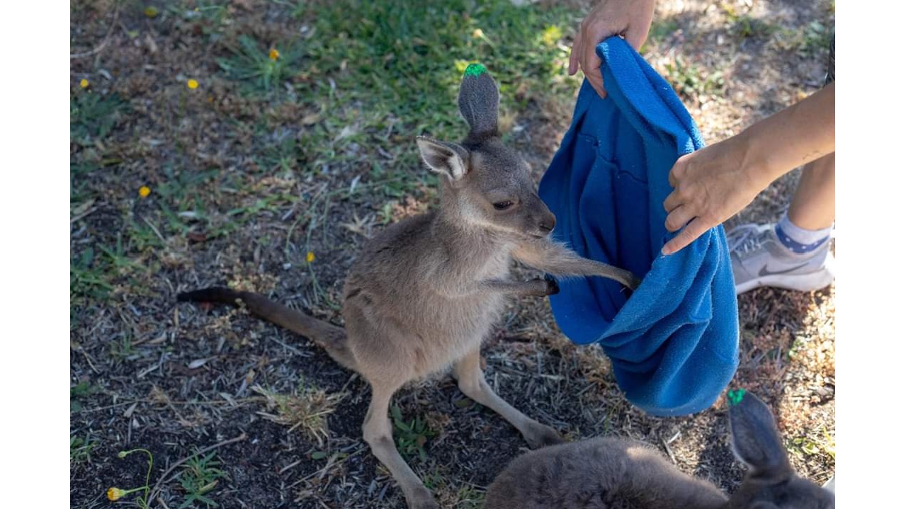 Mandurah Just Joey Marsupial Care