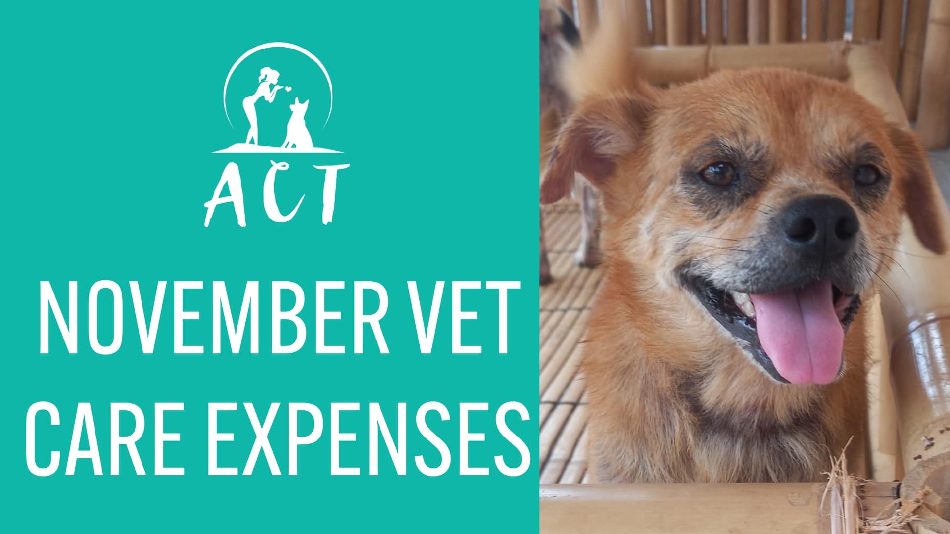 Low cost vet care for shops dogs near me