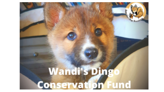 Wandi's Dingo Conservation Fund